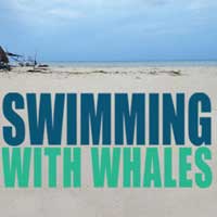 Swimming With Whales
